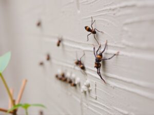 Understanding WPC Pest Control: What Homeowners Need to Know